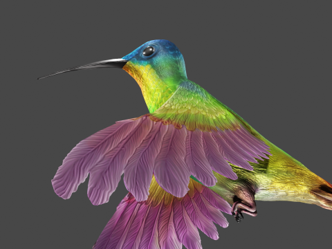 Flying hummingbird 3D 模型