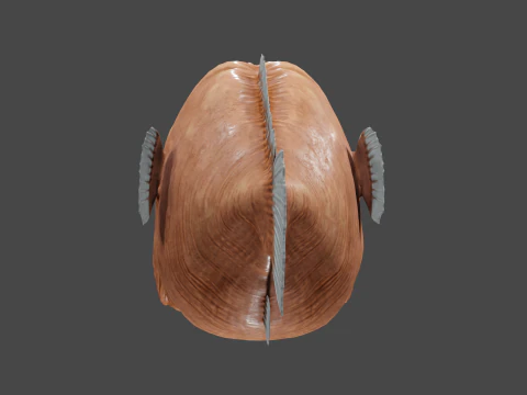 Angler fish 3D Model