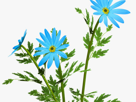 Blue Flower Plant 3Dモデル