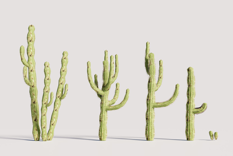 5 Cactus low-poly Model 3D .c4d .max .obj .3ds .fbx .stl .blend 