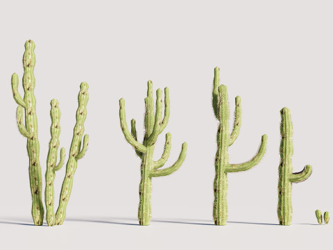 5 Cactus low-poly 3D Model