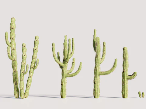 5 サボテンのローポリ 3Dモデル