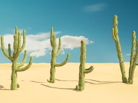 5 Cactus low-poly Model 3D