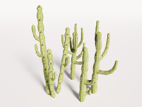 5 Cactus low-poly Model 3D