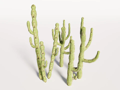 5 サボテンのローポリ 3Dモデル