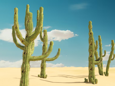 5 Cactus low-poly Model 3D