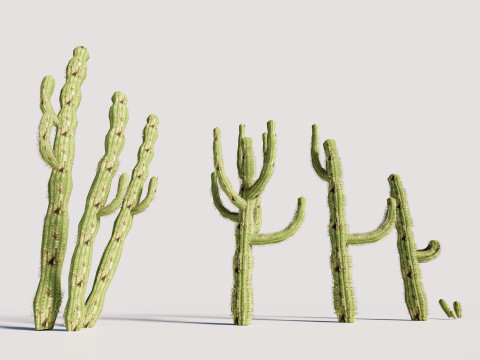5 Cactus low-poly Model 3D