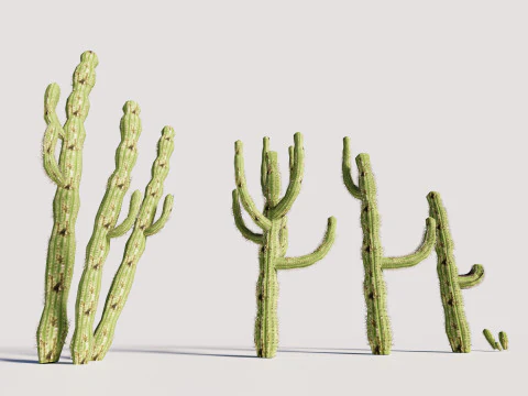 5 サボテンのローポリ 3Dモデル