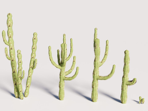 5 Cactus low-poly Model 3D