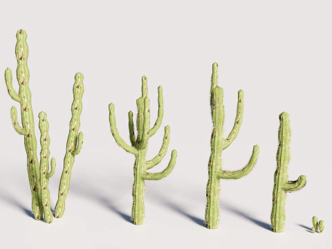 5 サボテンのローポリ 3Dモデル