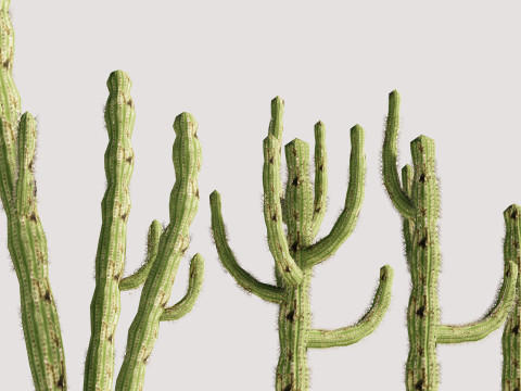 5 Cactus low-poly Model 3D