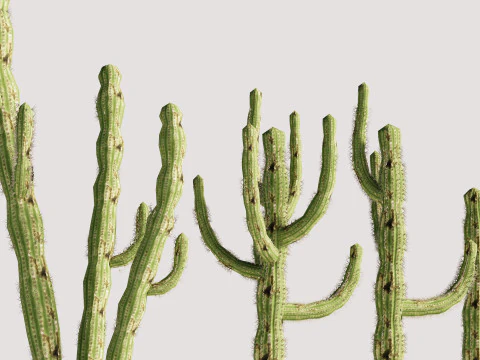 5 サボテンのローポリ 3Dモデル