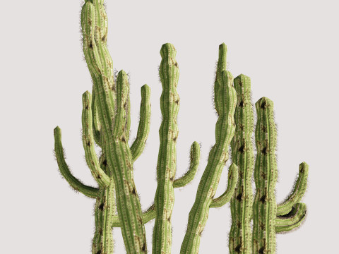5 Cactus low-poly Model 3D
