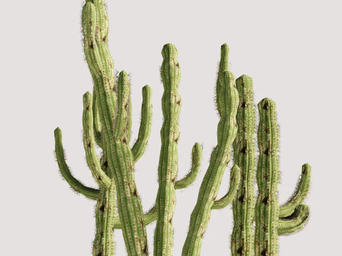 5 サボテンのローポリ 3Dモデル