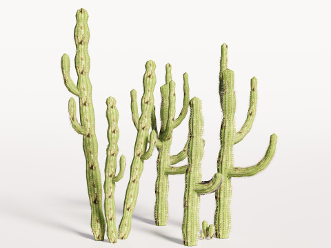 5 Cactus low-poly Model 3D