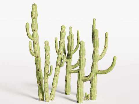 5 サボテンのローポリ 3Dモデル