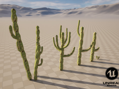 5 Cactus low-poly Model 3D