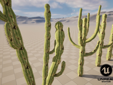 5 Cactus low-poly Model 3D