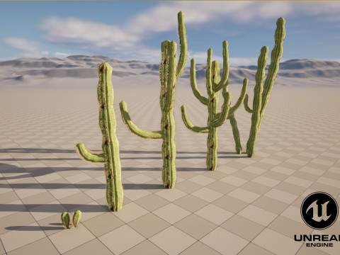 5 Cactus low-poly Model 3D