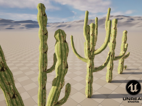 5 Cactus low-poly Model 3D
