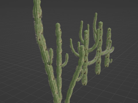 5 Cactus low-poly Model 3D