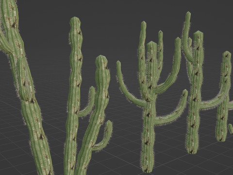 5 Cactus low-poly Model 3D