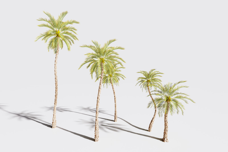 5 Date palm 01 Low poly 3D Model .c4d .max .obj .3ds .fbx .stl .blend 