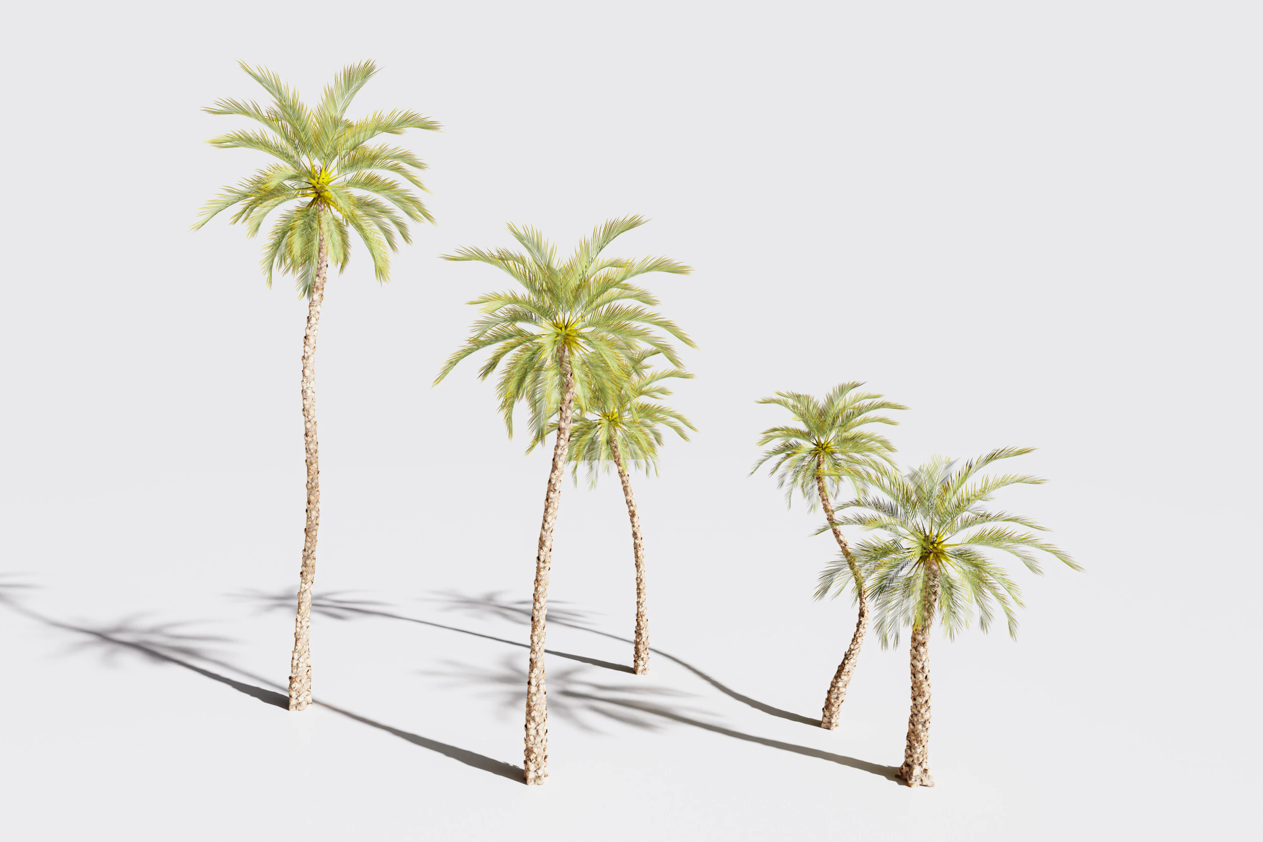 5 Date palm 01 Low poly 3D Model .c4d .max .obj .3ds .fbx .stl .blend