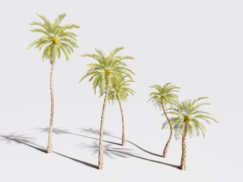 5 Date palm 01 Low poly 3Dモデル