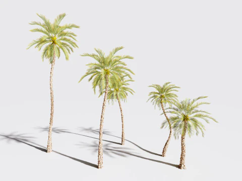 5 Dadelpalm 01 Laag poly 3D Model