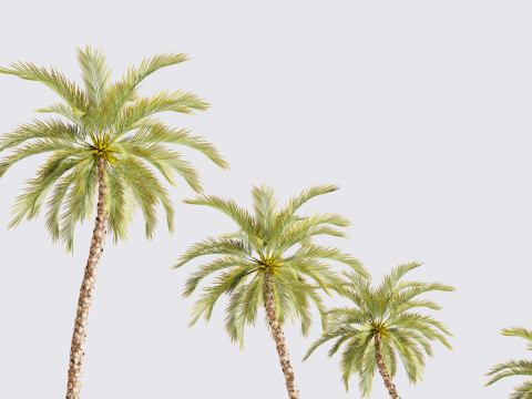 5 Date palm 01 Low poly 3D Model