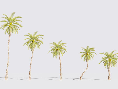 5 Date palm 01 Low poly 3D Model