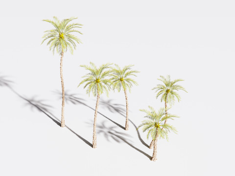 5 Date palm 01 Low poly 3D Model