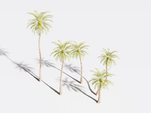 5 Date palm 01 Low poly 3D Model