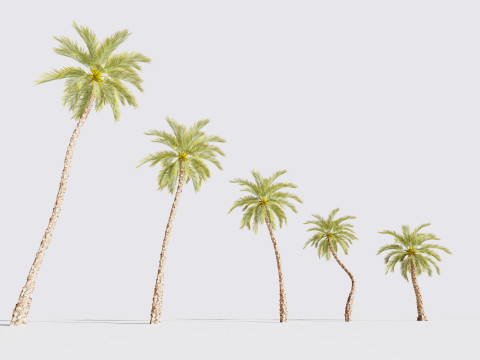 5 Date palm 01 Low poly 3D Model