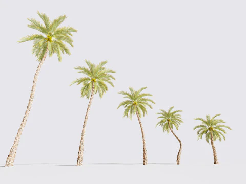 5 Date palm 01 Low poly 3D Model