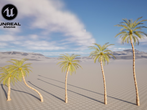 5 Date palm 01 Low poly 3D Model