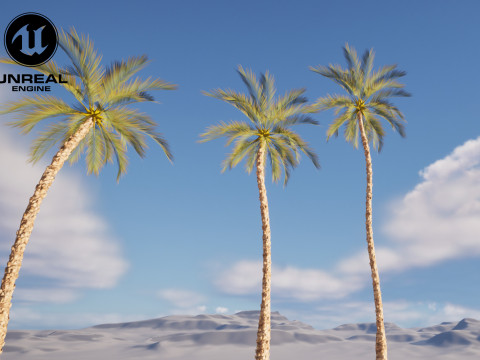 5 Date palm 01 Low poly 3D Model