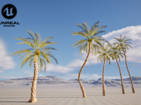 5 Date palm 01 Low poly 3D Model