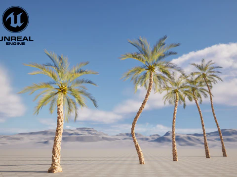 5 Date palm 01 Low poly 3D Model