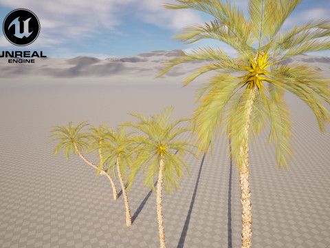5 Date palm 01 Low poly 3D Model