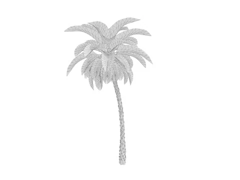 5 Date palm 01 Low poly 3D Model