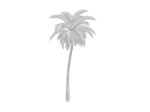 5 Date palm 01 Low poly 3D Model