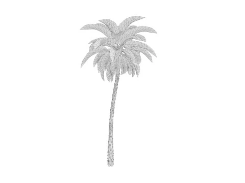 5 Date palm 01 Low poly 3D Model