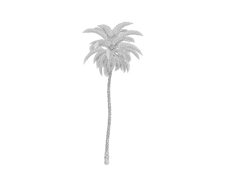5 Date palm 01 Low poly 3D Model