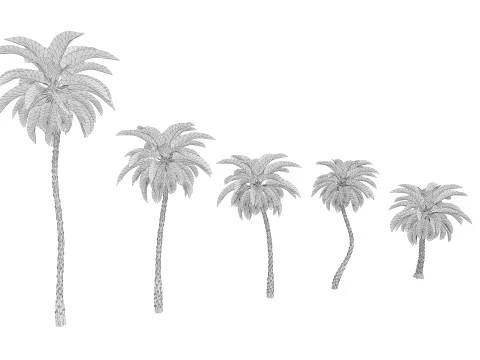 5 Date palm 01 Low poly 3D Model