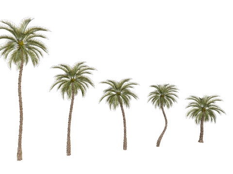 5 Date palm 01 Low poly 3D Model