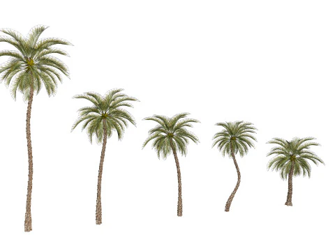5 Date palm 01 Low poly 3D Model