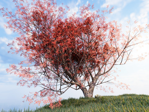 Maple tree 01 3D Model