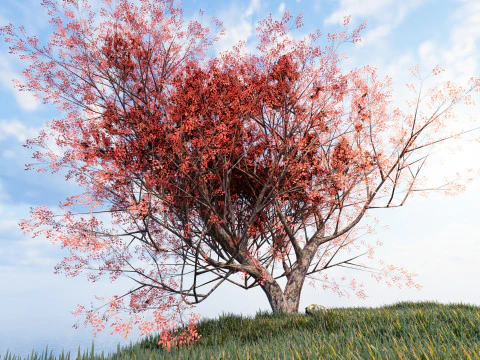 カエデの木01 3Dモデル